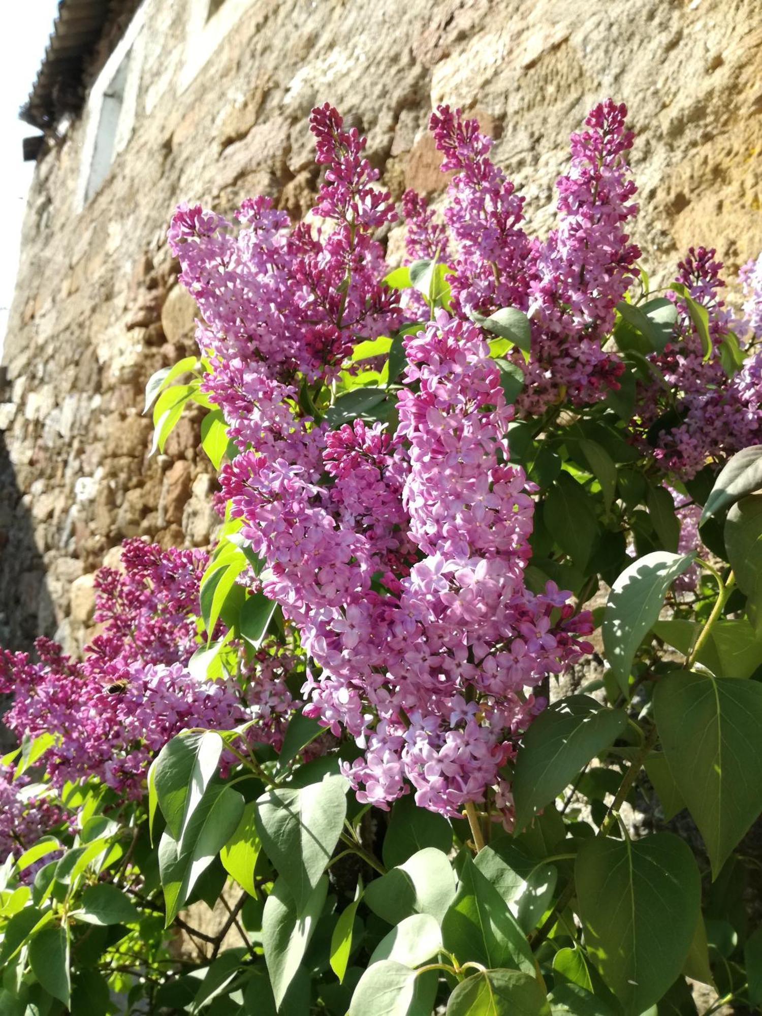 La Posada De Pedrazales Dış mekan fotoğraf
